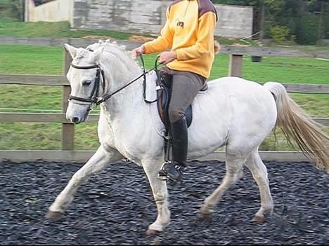 Welsh Pony (sec B) Lyngvejens Agent - 25.10.05  -  mig og lille Grunk træner hjemme.  billede 6