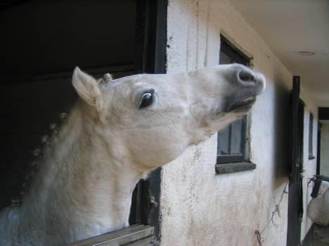 Welsh Pony (sec B) Lyngvejens Agent - 25.10.05  -  Lille Grunk altså!   ;-)   billede 9