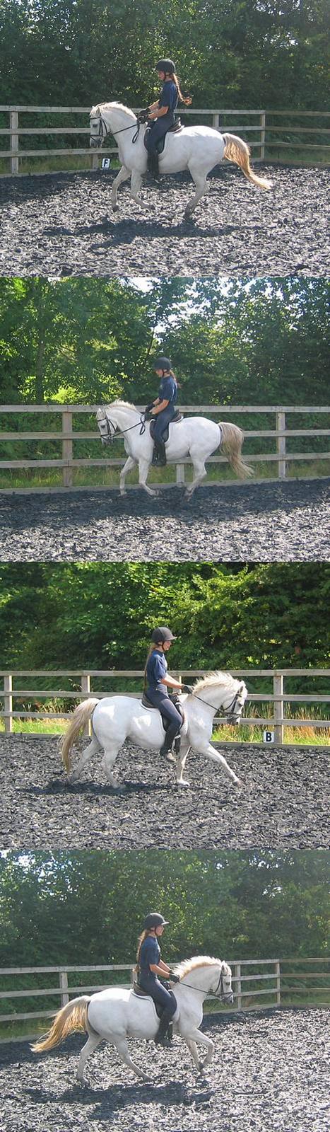 Welsh Pony (sec B) Lyngvejens Agent - Isabella og lil´ Grunk på banen, 20. August 2005. Er han bare smuk, eller hvad? Elsker den pony! billede 11