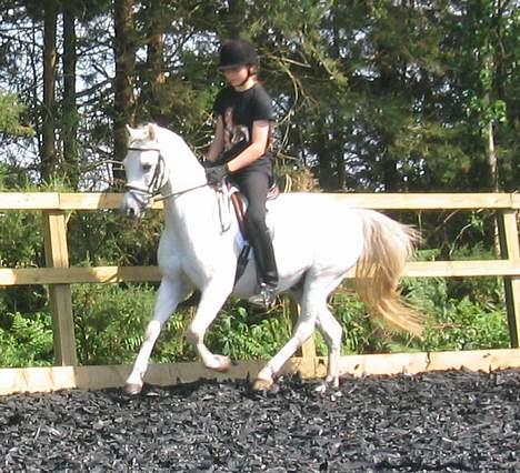 Welsh Pony (sec B) Lyngvejens Agent - Til udtagelses træning til holdet til BYRDS billede 12