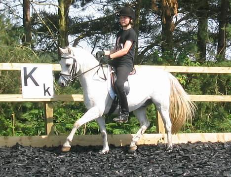 Welsh Pony (sec B) Lyngvejens Agent - Til træning til British Young Riders Dressage Sceme (BYRDS), Soouth West billede 13