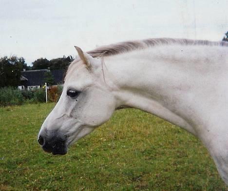 Welsh Pony (sec B) Lyngvejens Agent - Smukke Grunk. billede 14