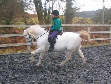 Welsh Pony (sec B) Lyngvejens Agent - Agent og hans nyeste tilbeder - lille Lucy på 9 træner galop i longen.  billede 17