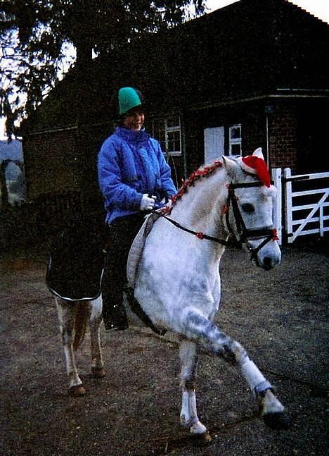 Welsh Pony (sec B) Lyngvejens Agent - Nisse-Agent fremviser gerne sin spanske skridt. ;-) billede 19