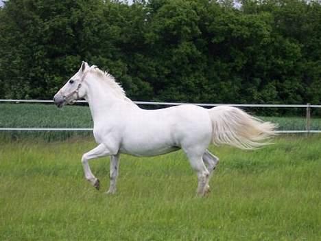 Camargue Jeva Frenogat (død) - hu hu... - lidt araber er man vel altid! billede 13