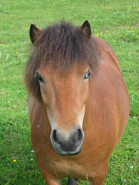 Anden særlig race StellaBella - Nyt billede 6