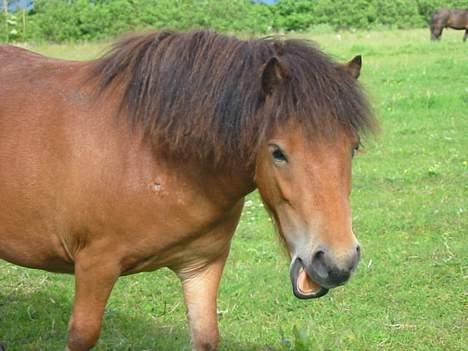 Anden særlig race StellaBella - Nyt billede 7