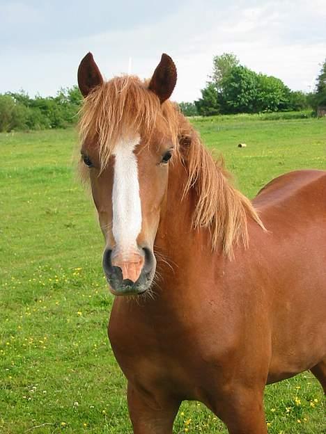 Anden særlig race Rosenkildes Cicero - 1½ år gammel billede 14