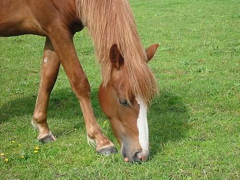 Anden særlig race Rosenkildes Cicero - 1½ år gammel billede 15