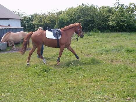 Anden særlig race Bella - bella i longe billede 1