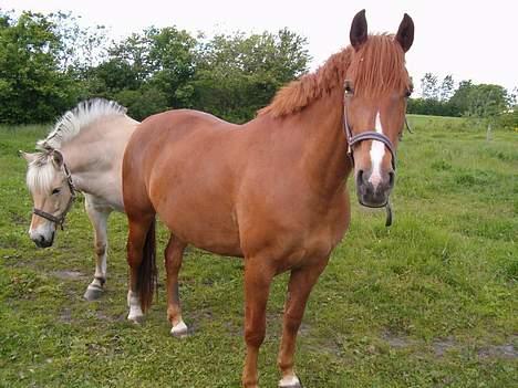 Anden særlig race Bella - bella på mark billede 2