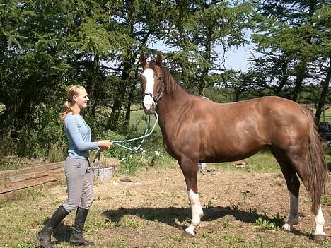 Dansk Varmblod Dilandi (RIP) Savner dig! - Dilandi er lige kommet hjem (har været til hingst) wee =) velkommen hjem smukke! hehe billede 1