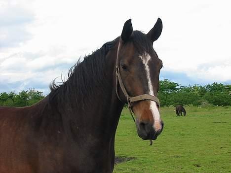 Dansk Varmblod Cor de'Light (Comet) billede 11