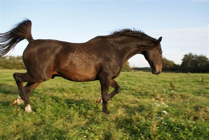 Dansk Varmblod Cor de'Light (Comet) - *nyt* billede 12