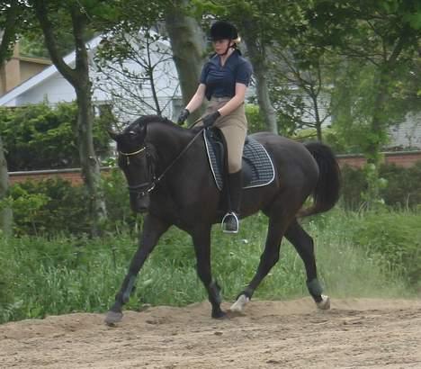 Dansk Varmblod Zaigon - NYT. 8/6 - 05 billede 12