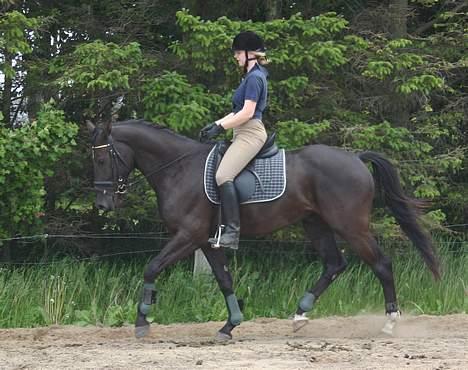 Dansk Varmblod Zaigon - NYT. 8/6 - 05 billede 13