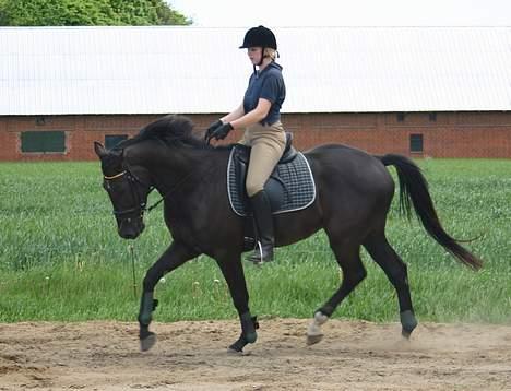Dansk Varmblod Zaigon - NYT. 8/6 - 05 billede 14