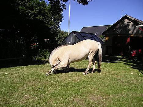 Fjordhest Bonnie af Landly. (SOLGT) - Bonnie, det er ikke helt ved siden af, hvis jeg siger hun er lækker,. vel ? ( ;  billede 5