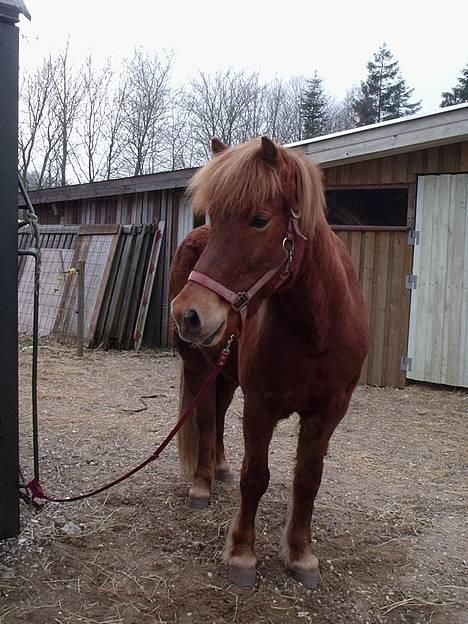 Islænder Landi <3 *solgt* - Foto: Mig billede 14