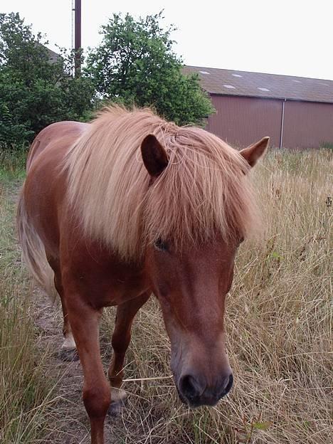 Islænder Landi <3 *solgt* - Foto: Mig billede 18