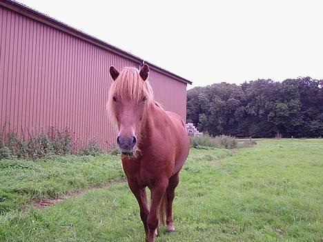 Islænder Landi <3 *solgt* - Foto: Mig billede 19