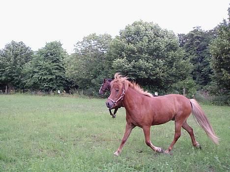 Islænder Landi <3 *solgt* - ridelejr, 2006... Landi møder Water Wille Boy for første gang.. Foto: Mig billede 20