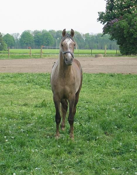 Arabisk fuldblod (OX) RM Qidar OX 3827 - Min smukke dreng billede 8