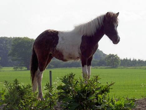 Islænder Læna fra Flugsæl - 8. Jun. 2006 ØV, nyt føl på folden, så er jeg ikke den "nutteste" mere billede 1