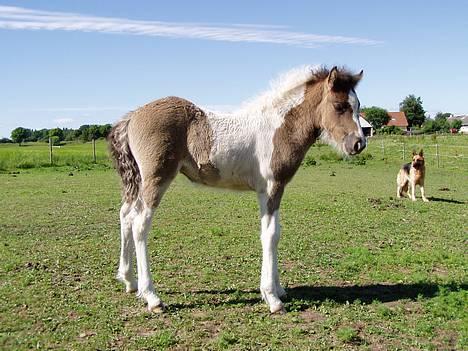 Islænder Læna fra Flugsæl - 25. jun. 2005 Hvis i syntes at min rumpe er høj, er det fordi jeg står ´ned af´ bakke :-) billede 3
