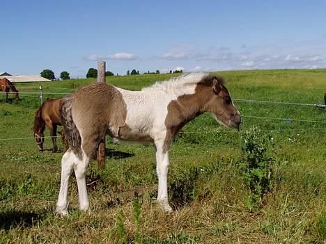 Islænder Læna fra Flugsæl - 25. jun. 2005 Mums, tidselblomster smager guf billede 4
