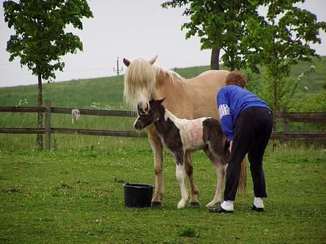Islænder Læna fra Flugsæl - 30. maj. 2005 Lad os så lige se hvad det blev :-) billede 6