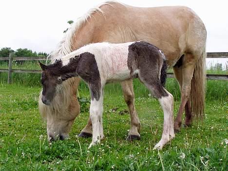 Islænder Læna fra Flugsæl - 30. maj. 2005 Hvad laver du mor ?, spiser du ? billede 7