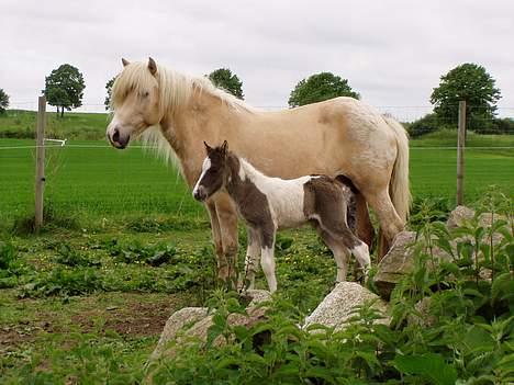 Islænder Læna fra Flugsæl - 30. maj. 2005 Nå, mon ikke vi skulle smutte ned på engen til de andre billede 9