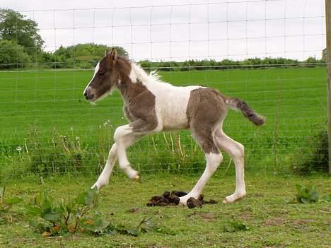 Islænder Læna fra Flugsæl - 30. maj. 2005 Galop galop billede 11
