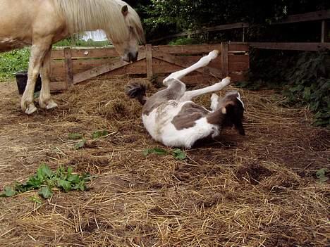 Islænder Læna fra Flugsæl - 30. maj. 2005 Min første rulletur billede 16