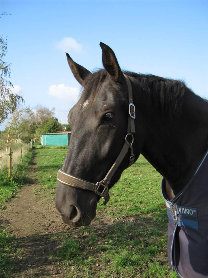Oldenborg Alexia af Vodagergård - Fra foråret 2007 - Alexia på folden i Roskilde, mens hun boede hos Julie billede 9