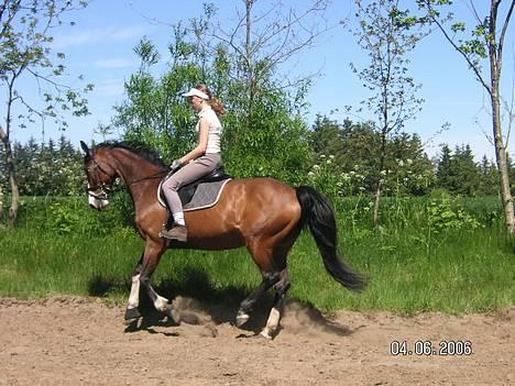 Dansk Varmblod Hanita - Mig og Hanita. Opvarmning til spring. 2006 billede 18