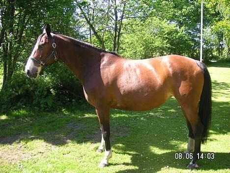 Dansk Varmblod Hanita - Hanita <3 2005 billede 19