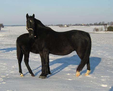 Oldenborg Bessie af Bækkeskov - Fra d. 22. januar 2006 - Bessie på folden billede 10