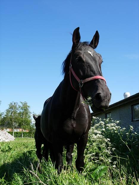 Oldenborg Bessie af Bækkeskov - Fra d. 8. juni 2005 - Her har I hende så på en smuk sommerdag billede 11