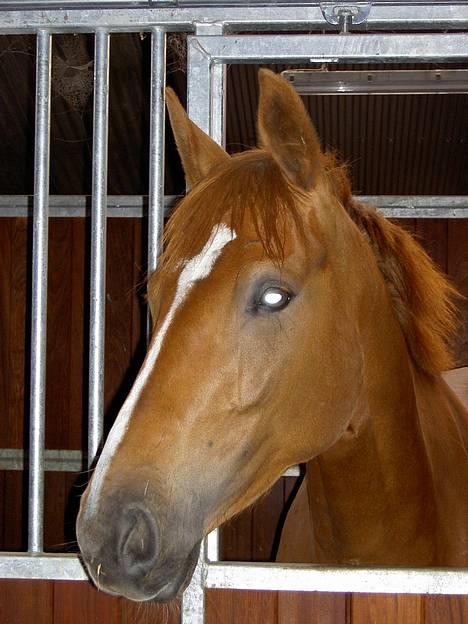 Dansk Varmblod Gaia  SOLGT - Er hun ikke skøn??? billede 1