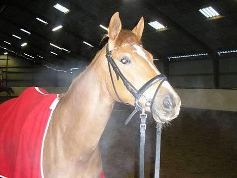 Dansk Varmblod Gaia  SOLGT billede 3