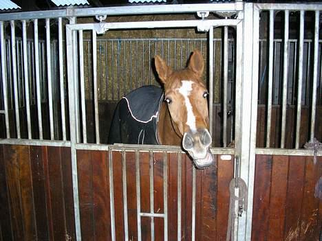 Dansk Varmblod Gaia  SOLGT - Gaaaab, hvor er jeg træt...  billede 4