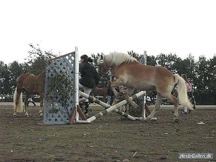 Haflinger MISTRAL (MALAWI) - Mistral og mig til agility til store hestedag hvor vi blev nr. to ud af 28 med en tid på 0,47.19 :P foto: ©DejligeTicoFoto  billede 14