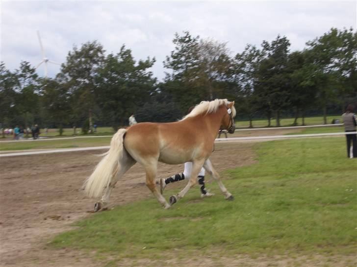 Haflinger MISTRAL (MALAWI) - Mistral til bedømmelse til Store Hestedag, han gik fløj af Haflingervalakker om søndagen med helhed på 8 for hesten og 8 for mønstring. billede 16