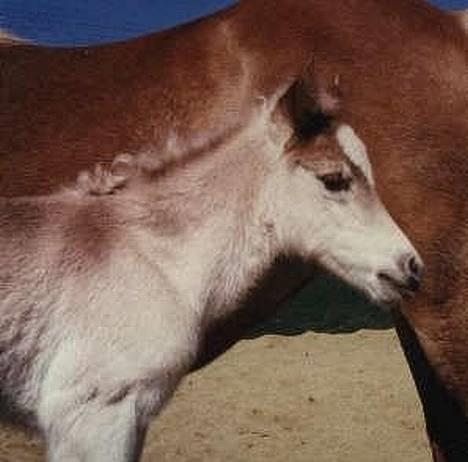 Haflinger MISTRAL (MALAWI) - Mistral som føl :P<33 Er han ikke sød? billede 17
