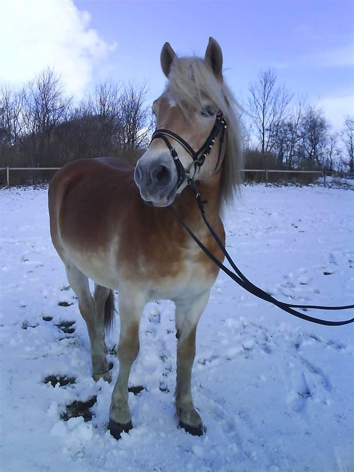 Haflinger MISTRAL (MALAWI) - Misse i sneen :) billede 18