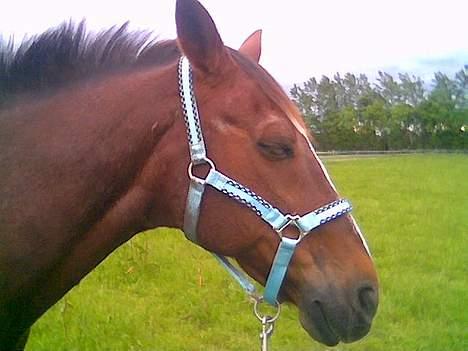 Traver Filur - Filur med hans nye grime  billede 4