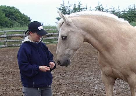 Dansk Varmblod Jackpot - Jackpot er en rigtig hærlig Dansk Varmblod billede 1