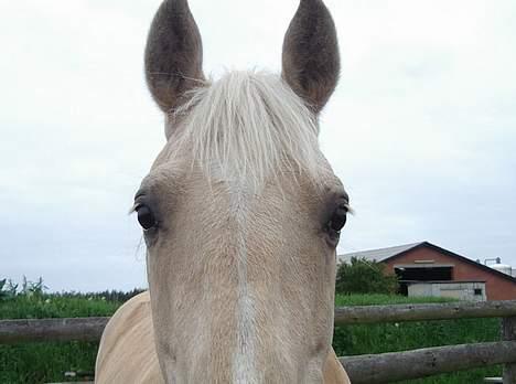 Dansk Varmblod Jackpot - Hvor er bolsjerne?! billede 2